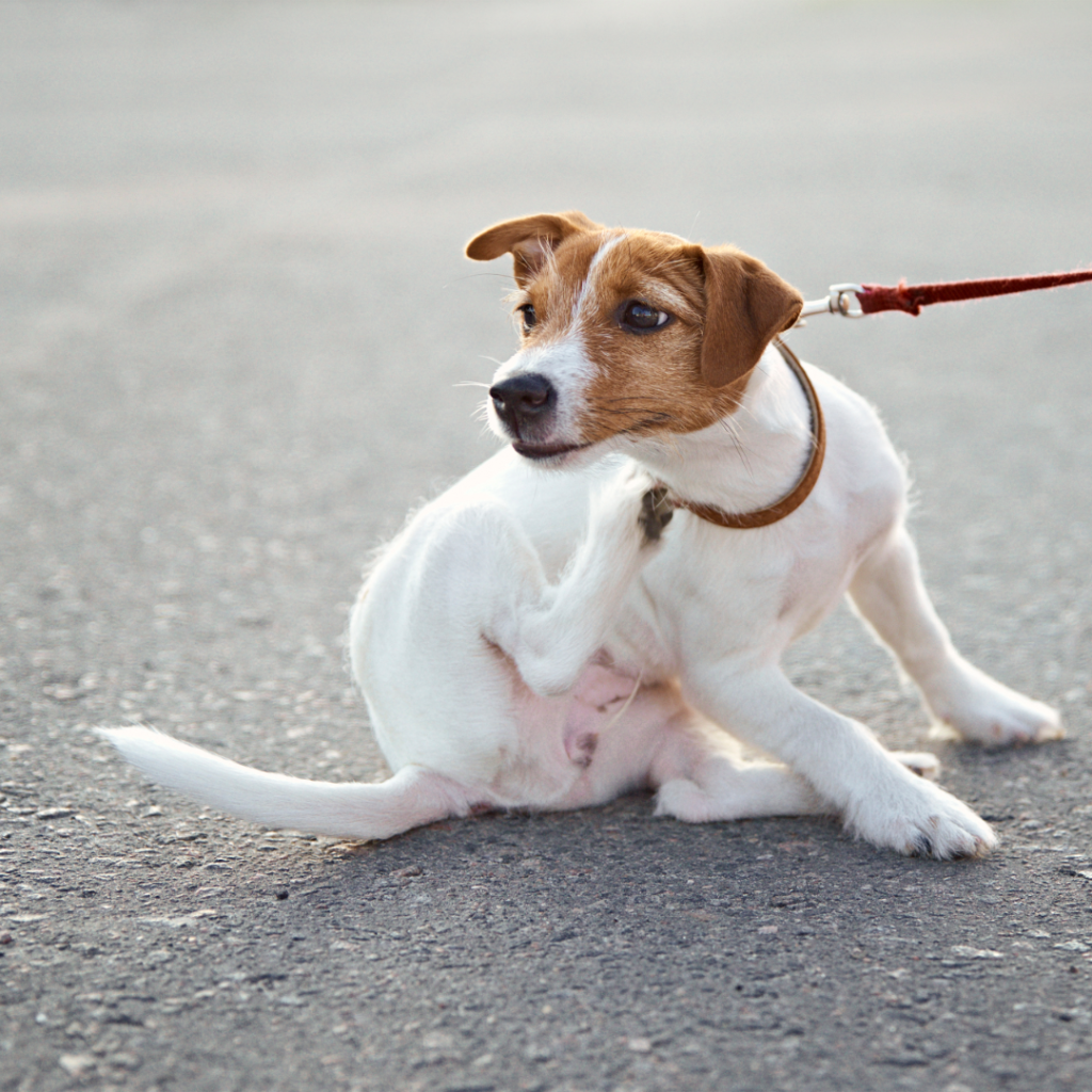 Why Mail-In Saliva and Fur Allergy Tests Are Not a Good Choice for Your Pet - McKeever Dermatology